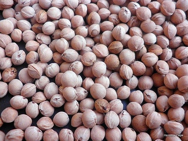 Семена и косточки вишни войлочной описание, условия выращивания, посадка,  размножение, уход, обрезка, сорта, польза, использование, противопоказания  и ...